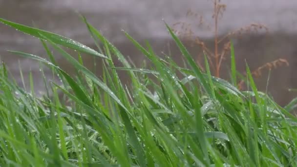 Lames Vertes Fraîches Herbe Sous Pluie Image — Video