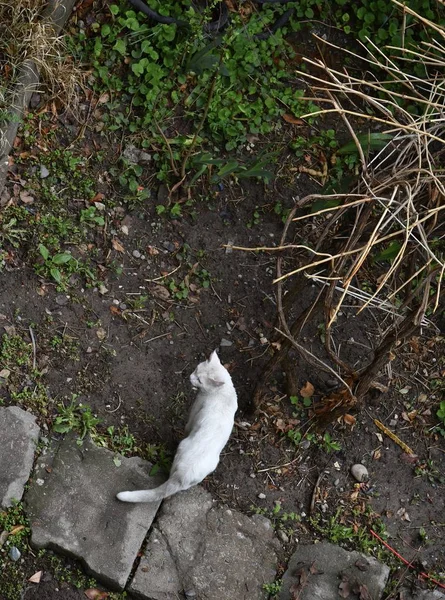 White cat went for a walk in the garden. Bishkek city, Central Asia
