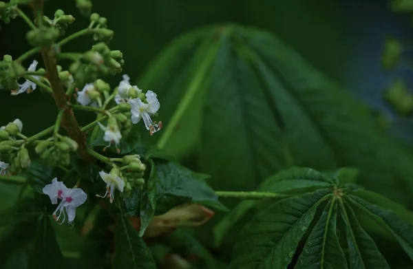 Schöne Nahaufnahme Frühling Blühenden Baum Vor Dem Hintergrund Der Unkonzentrierten — Stockfoto