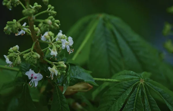 Schöne Nahaufnahme Frühling Blühenden Baum Vor Dem Hintergrund Der Unkonzentrierten — Stockfoto