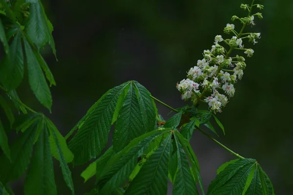 Bellissimo Albero Fiorito Primaverile Primo Piano Sullo Sfondo Fogliame Verde — Foto Stock