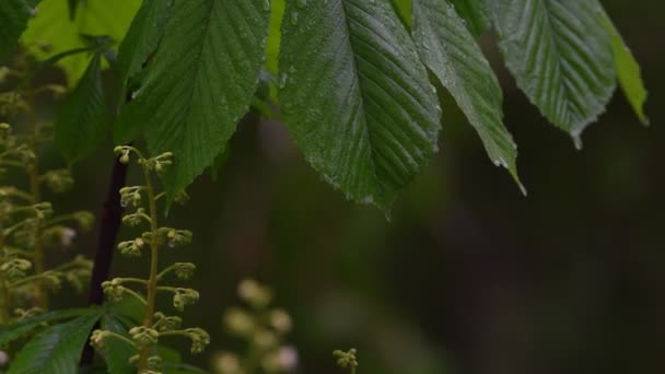 Bellissimo Albero Fiore Primaverile Sotto Pioggia — Video Stock