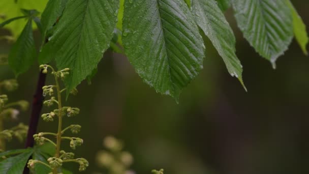 Bela Árvore Florescente Primavera Closeup Chuva — Vídeo de Stock