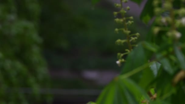 Bela Árvore Florescente Primavera Closeup Chuva — Vídeo de Stock