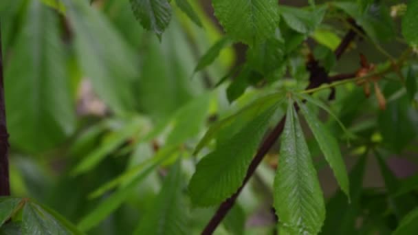 Schöne Nahaufnahme Frühling Blühender Baum Regen — Stockvideo