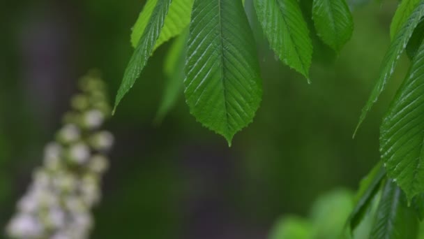 Nádherný Jarní Kvetoucí Strom Dešti Pozadí Nezaměřeného Zeleného Listí — Stock video