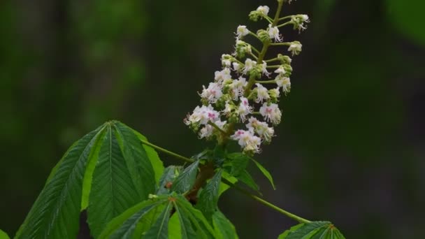 Vacker Närbild Våren Blommande Träd Regnet Mot Bakgrund Ofokuserad Grön — Stockvideo