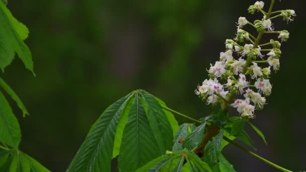 Hermoso Primer Plano Árbol Floreciente Primavera Lluvia Contexto Follaje Verde — Vídeos de Stock