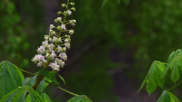 Bela Árvore Florescente Primavera Closeup Chuva Contra Pano Fundo Folhagem — Vídeo de Stock