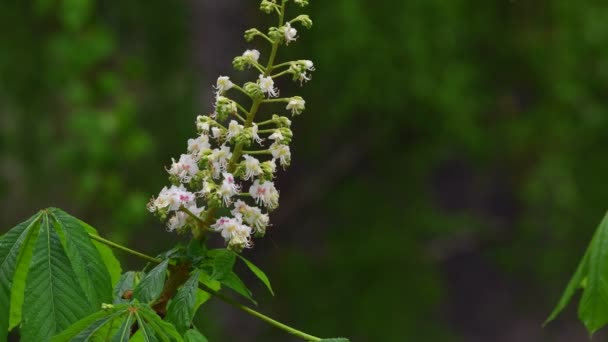 Beautiful Closeup Spring Blossoming Tree Rain Background Unfocused Green Foliage — Stock Video