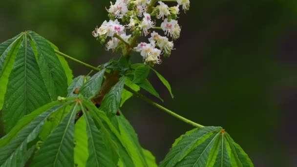 Beautiful Closeup Spring Blossoming Tree Rain Background Unfocused Green Foliage — Stock Video