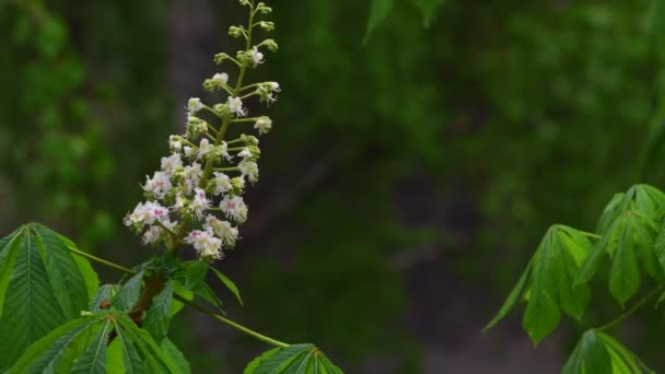 Beautiful Closeup Spring Blossoming Tree Rain Background Unfocused Green Foliage — Stock Video