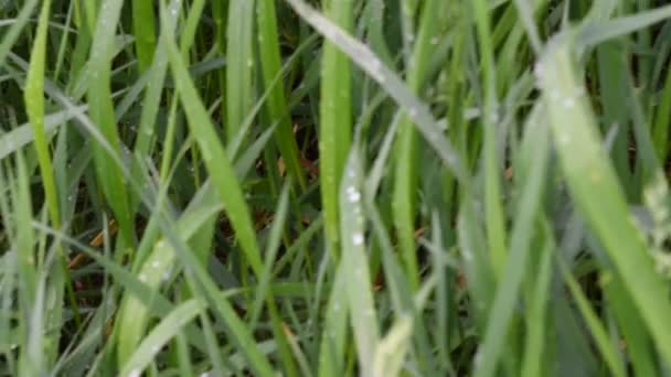 雨と風の中の草の新鮮な緑のブレード 春の背景 夏の背景 — ストック動画