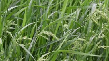 Yağmur ve rüzgarda taze yeşil çimen bıçakları. Bahar arka planı. Yaz geçmişi. 4 k görüntü 