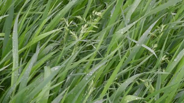雨と風の中の草の新鮮な緑のブレード 春の背景 夏の背景 — ストック動画