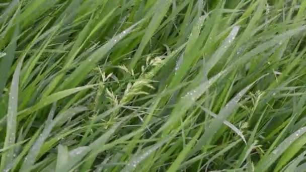 雨和风中新鲜的绿色草叶 弹簧背景 夏季背景 — 图库视频影像