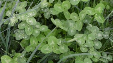 Yonca yeşil yaprakları üzerinde yağmur damlagüzel bir görüntü. 4k