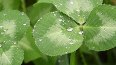 Yeşil yonca üzerinde yağmur damlaları güzel görüntü closeup bırakır. 4k. Bahar arka plan. Yaz arka planı.