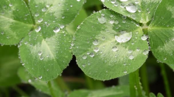 Bela Imagem Gotas Chuva Trevo Verde Deixa Closeup Fundo Primavera — Vídeo de Stock