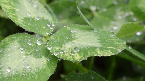 Vacker Bild Regndroppar Grön Klöverblad Närbild Fjäder Bakgrund Sommar Bakgrund — Stockvideo