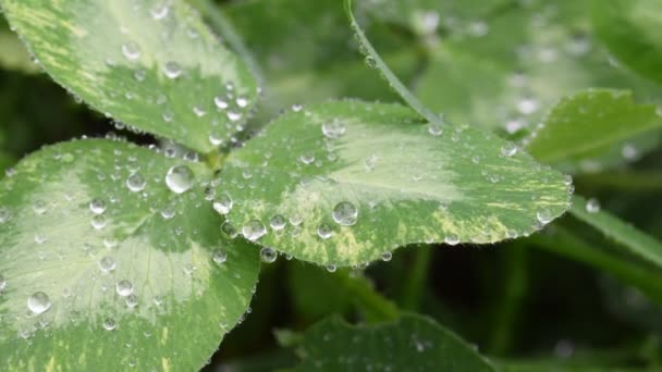 Vacker Bild Regndroppar Grön Klöverblad Närbild Fjäder Bakgrund Sommar Bakgrund — Stockvideo