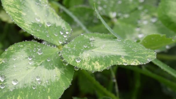 클로버에 빗방울의 아름다운 이미지는 클로즈업을 나뭇잎 — 비디오