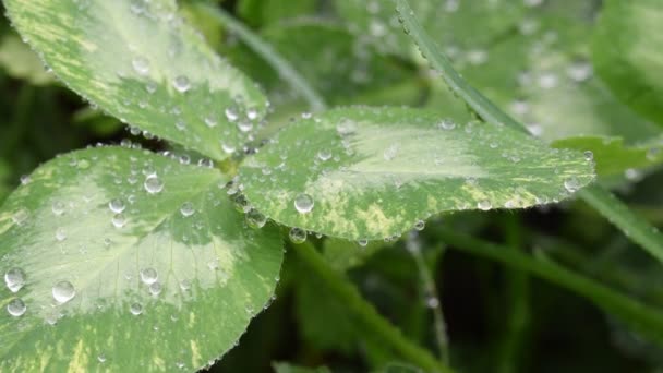 Hermosa Imagen Gotas Lluvia Hojas Trébol Verde Primer Plano Fondo — Vídeos de Stock