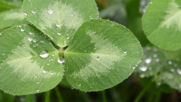 Yeşil Yonca Üzerinde Yağmur Damlaları Güzel Görüntü Closeup Bırakır Bahar — Stok video