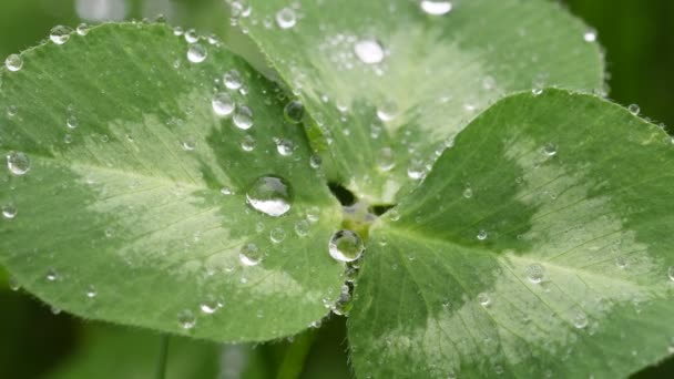 Beautiful Image Raindrops Green Clover Leaves Closeup Spring Background Summer — Stock Video