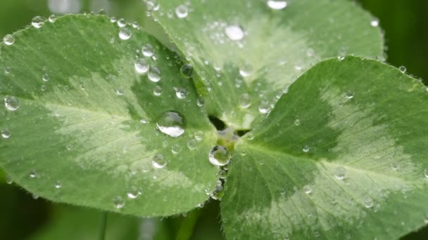 Mooi Beeld Van Regendruppels Groene Klaver Verlaat Close Voorjaar Achtergrond — Stockvideo