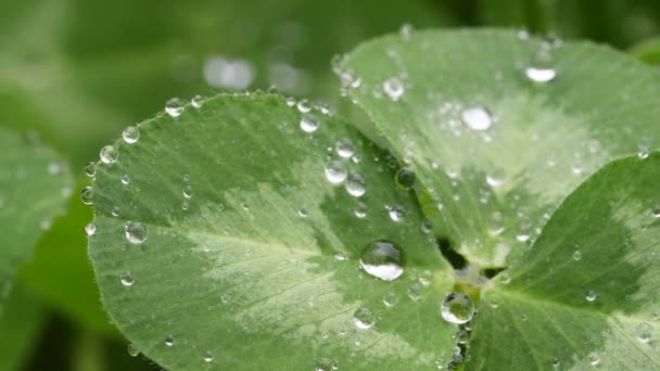 Piękny Obraz Kropli Deszczu Zielonej Koniczyny Pozostawia Zbliżenie Tło Sprężynowe — Wideo stockowe