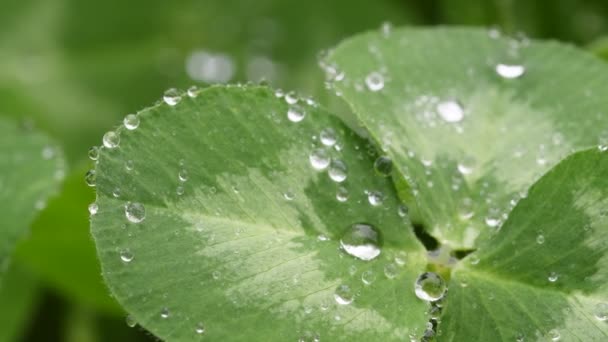 Gyönyörű Kép Esőcseppek Zöld Lóhere Levelek Closeup Tavaszi Háttér Nyári — Stock videók