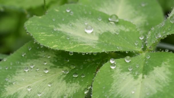 Gyönyörű Kép Esőcseppek Zöld Lóhere Levelek Closeup Tavaszi Háttér Nyári — Stock videók