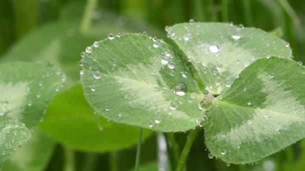 Schönes Bild Von Regentropfen Auf Grünem Kleeblatt Nahaufnahme Frühling Hintergrund — Stockvideo