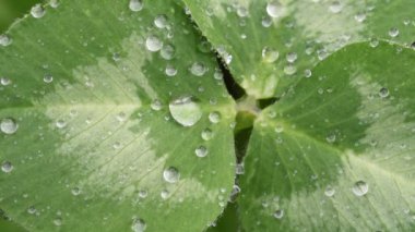 Yeşil yonca üzerinde yağmur damlaları güzel görüntü closeup bırakır. 4k. Bahar arka plan. Yaz arka planı.