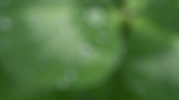 Красивое Изображение Капель Дождя Зеленых Листьях Клевера Крупным Планом Весенний — стоковое видео