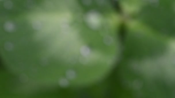 Красивое Изображение Капель Дождя Зеленых Листьях Клевера Крупным Планом Весенний — стоковое видео