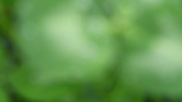 Bella Immagine Gocce Pioggia Sul Trifoglio Verde Foglie Primo Piano — Video Stock