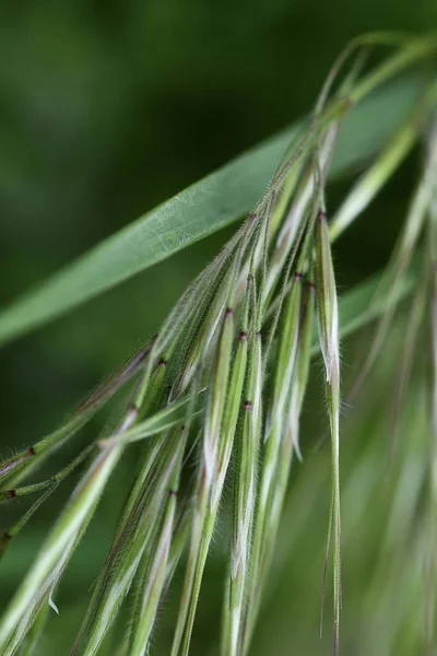 Yeşil çim closeup güzel bir fotoğraf. Bahar arka planı. Yaz arka planı. 