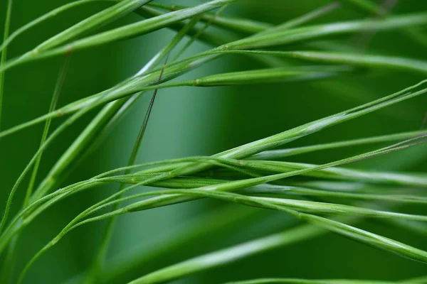 Schöne Abstrakte Foto Von Grünem Gras Nahaufnahme Frühling Hintergrund Sommer — Stockfoto