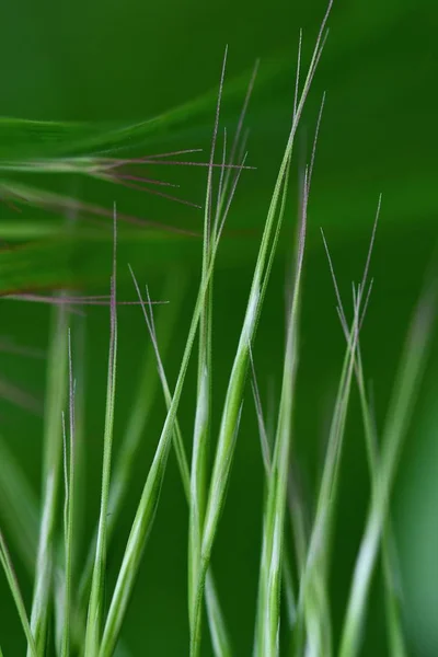 Beautiful Abstract Photo Green Grass Closeup Spring Background Summer Background — Stock Photo, Image