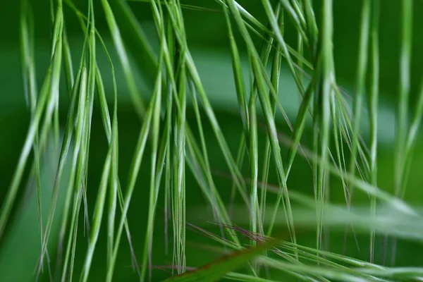 Schöne Abstrakte Foto Von Grünem Gras Nahaufnahme Frühling Hintergrund Sommer — Stockfoto