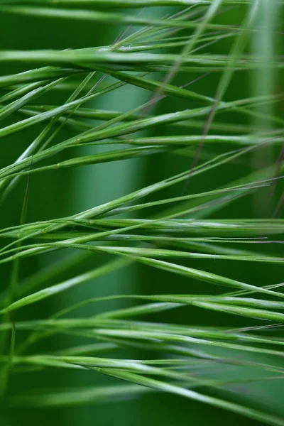 Hermosa Foto Abstracta Primer Plano Hierba Verde Fondo Primavera Fondo — Foto de Stock