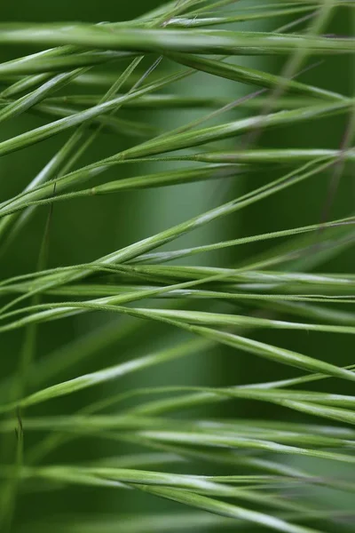 Schöne Abstrakte Foto Von Grünem Gras Nahaufnahme Frühling Hintergrund Sommer — Stockfoto