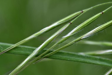 Yeşil çim closeup güzel soyut fotoğraf. Bahar arka planı. Yaz arka planı.