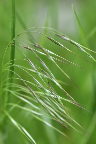 Schöne Abstrakte Foto Von Grünem Gras Nahaufnahme Frühling Hintergrund Sommer — Stockfoto