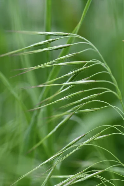 Schöne Abstrakte Foto Von Grünem Gras Nahaufnahme Frühling Hintergrund Sommer — Stockfoto