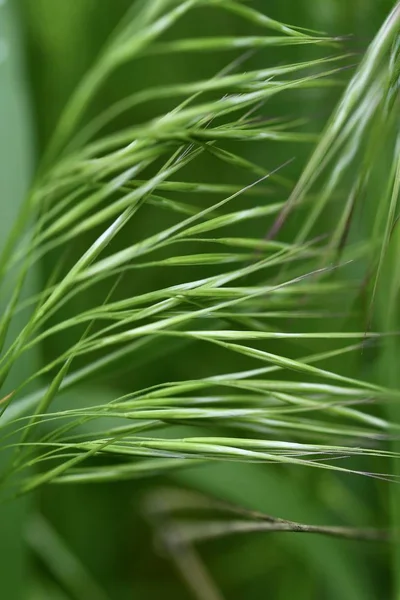 Schöne Abstrakte Foto Von Grünem Gras Nahaufnahme Frühling Hintergrund Sommer — Stockfoto