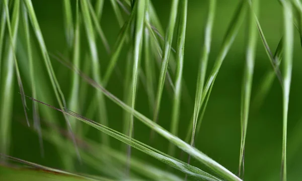 Schöne Abstrakte Foto Von Grünem Gras Nahaufnahme Frühling Hintergrund Sommer — Stockfoto