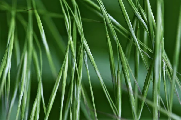 Schöne Abstrakte Foto Von Grünem Gras Nahaufnahme Frühling Hintergrund Sommer — Stockfoto